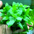 CANTON AQUATICS Staurogyne S Repens Plants - Long Lasting & Easy to Care - Promote High Water Quality and Fast - Growing Live Freshwater Carpet Plant for Aquascaping - 5X Clumps Plants