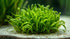 Dwarf Sagittaria Subulata