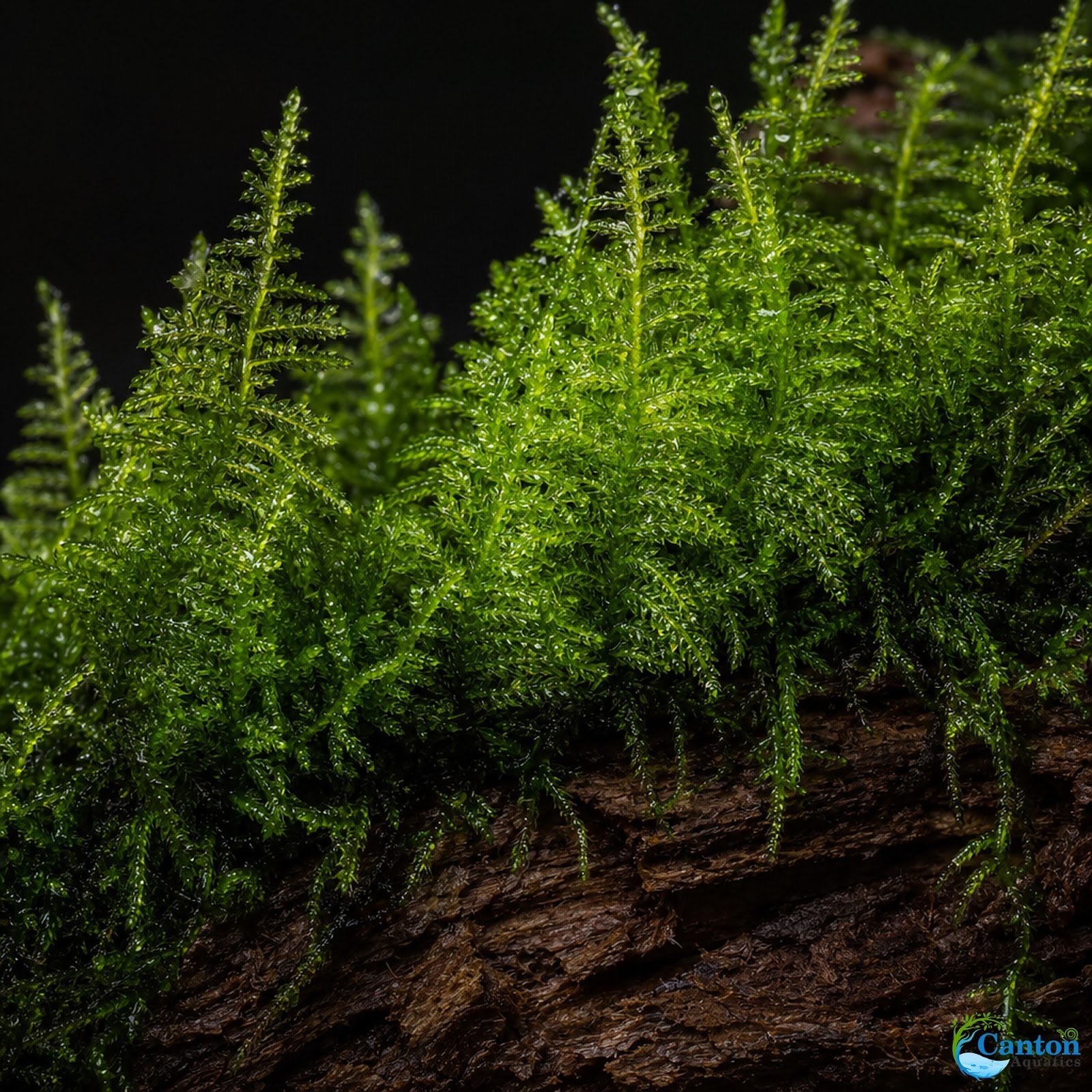 Christmas Moss on Driftwood | Live Aquarium Plant - Pre-Attached Vesicularia Montagnei, Low Light, No CO2, Shrimp Safe