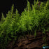Christmas Moss on Driftwood | Live Aquarium Plant - Pre-Attached Vesicularia Montagnei, Low Light, No CO2, Shrimp Safe
