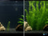 Hornwort Bunch