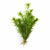 Limnophila Hippuridoides – Live Freshwater Aquarium Plant