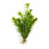 Limnophila Hippuridoides – Live Freshwater Aquarium Plant