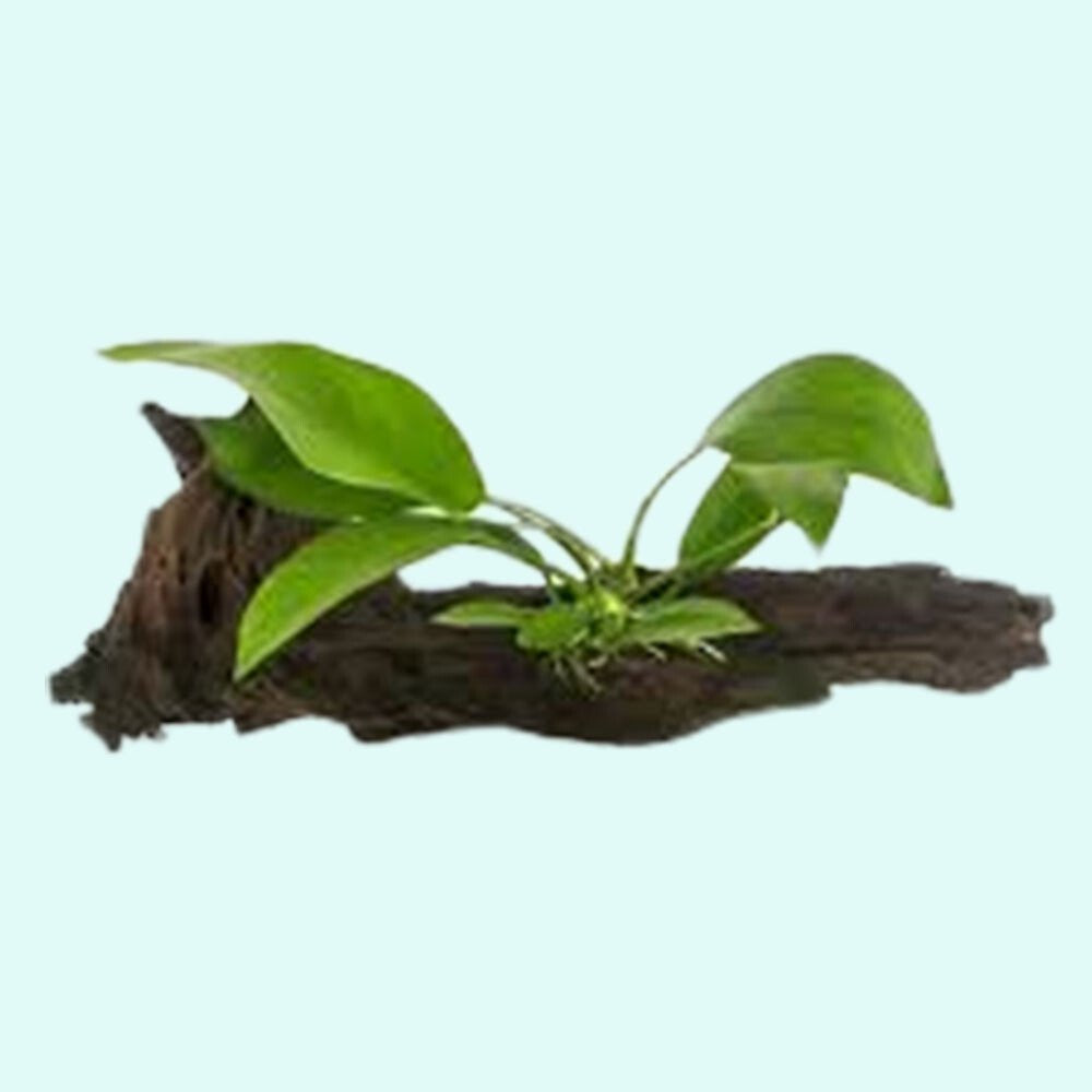 Anubias Barteri (Nana) Rooted on Driftwood - Image 4 of 10