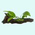 Anubias Barteri (Nana) Rooted on Driftwood - Image 4 of 10
