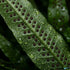 Java Fern (Microsorum pteropus) – Easy Live Freshwater Aquarium Plant