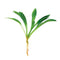 CANTON AQUATICS | Live Aquarium Helanthium Tenellum Echinodorus Plants - Increases Beauty - Removes Nitrates - Long Lasting - Grows in Low-Light - Suitable for Summer & Winter - Small