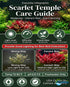 Scarlet Temple (Alternanthera Reineckii) – Live Freshwater Aquarium Plant