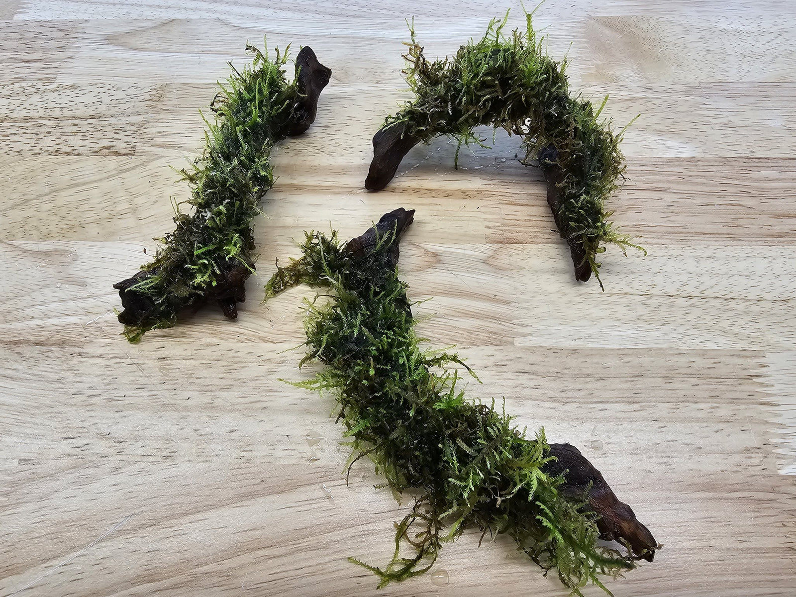 Moss On Wood – Live Aquarium Moss Attached to Natural Driftwood