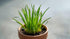 Dwarf Sagittaria Subulata
