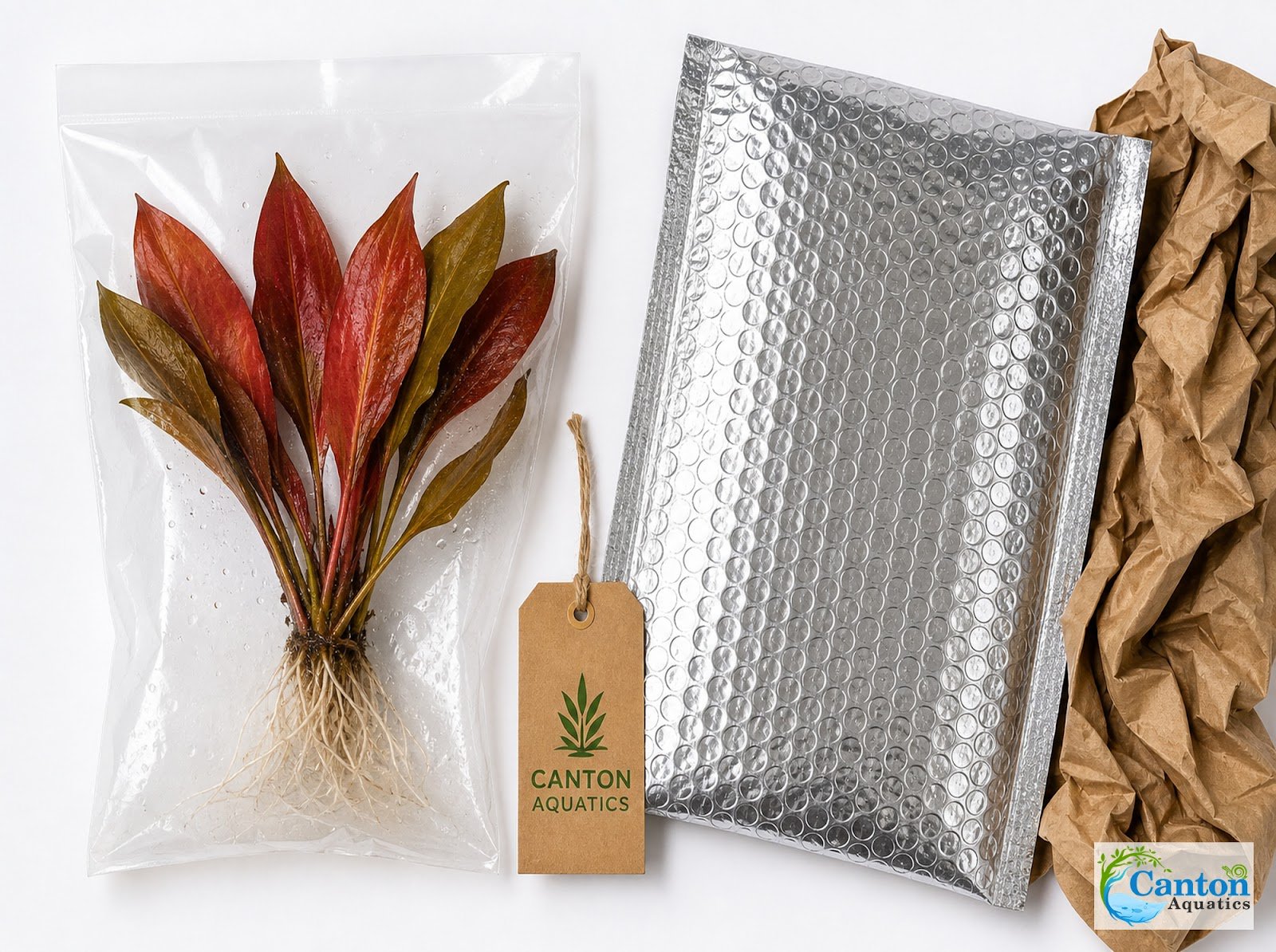 Amazon Sword Echinodorus Red Flame - Image 15 of 30