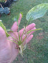 Marble Queen Sword (Echinodorus cordifolius) – Live Aquarium Plant