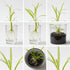 CANTON AQUATICS | Live Aquarium Helanthium Tenellum Echinodorus Plants - Increases Beauty - Removes Nitrates - Long Lasting - Grows in Low-Light - Suitable for Summer & Winter - Small