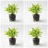 CANTON AQUATICS | Live Aquarium Helanthium Tenellum Echinodorus Plants - Increases Beauty - Removes Nitrates - Long Lasting - Grows in Low-Light - Suitable for Summer & Winter - Small