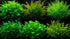 Aquarium Plant Bundle – Ludwigia, Bacopa & Cabomba (18 Stems)