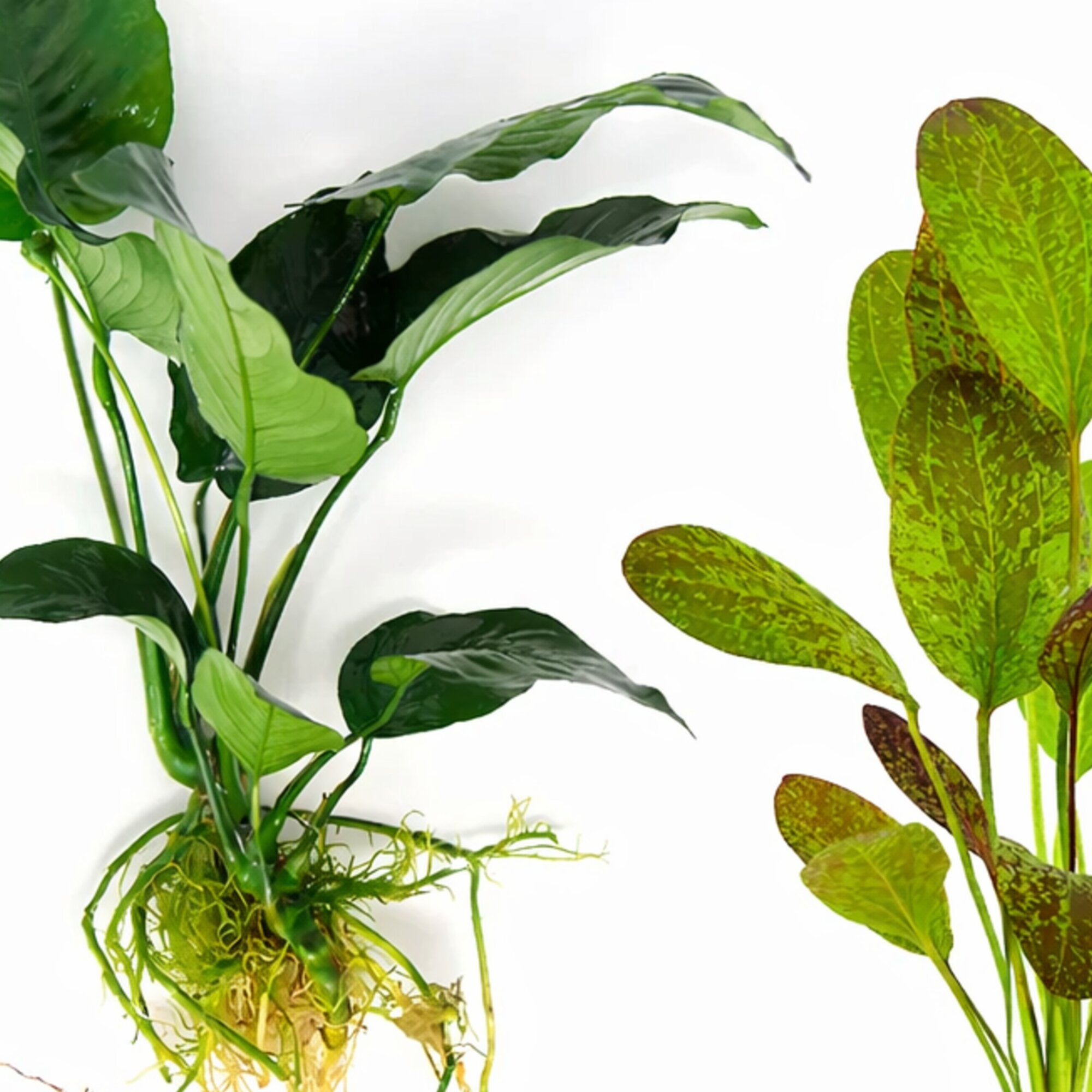 Showpiece Plant Duo – Large Amazon Sword & Anubias | Live Aquarium Plants, Easy, Lush, Freshwater