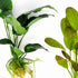 Showpiece Plant Duo – Large Amazon Sword & Anubias | Live Aquarium Plants, Easy, Lush, Freshwater