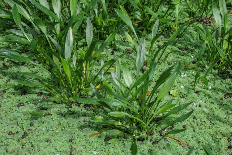 Cryptocoryne Parva