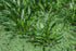 Cryptocoryne Parva