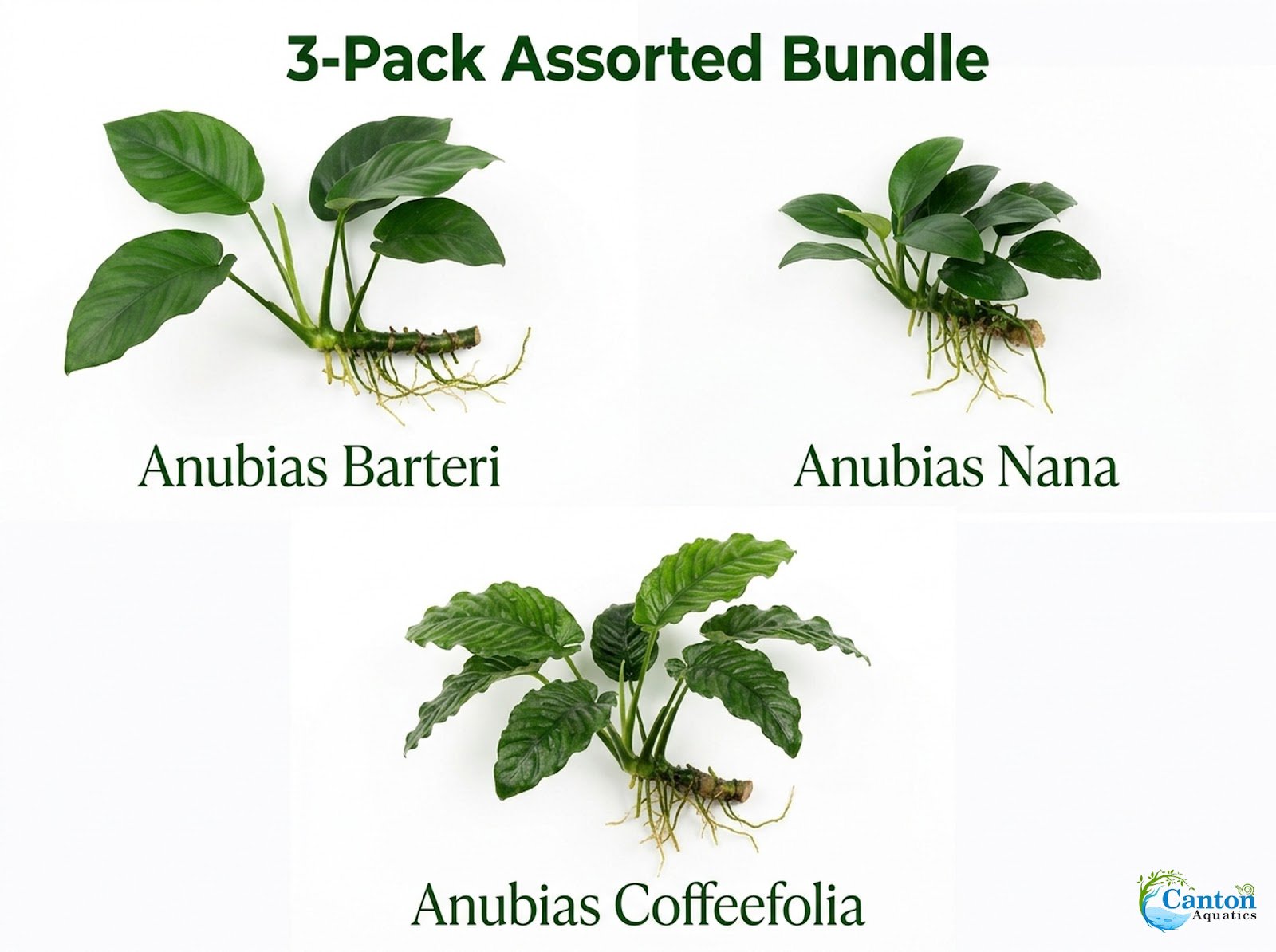 Anubias Starter Bundle (3-Pack) – Medium to Large