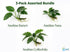 Anubias Starter Bundle (3-Pack) – Medium to Large