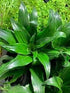 Janet Craig Pineapple Plant Dracaena Compacta