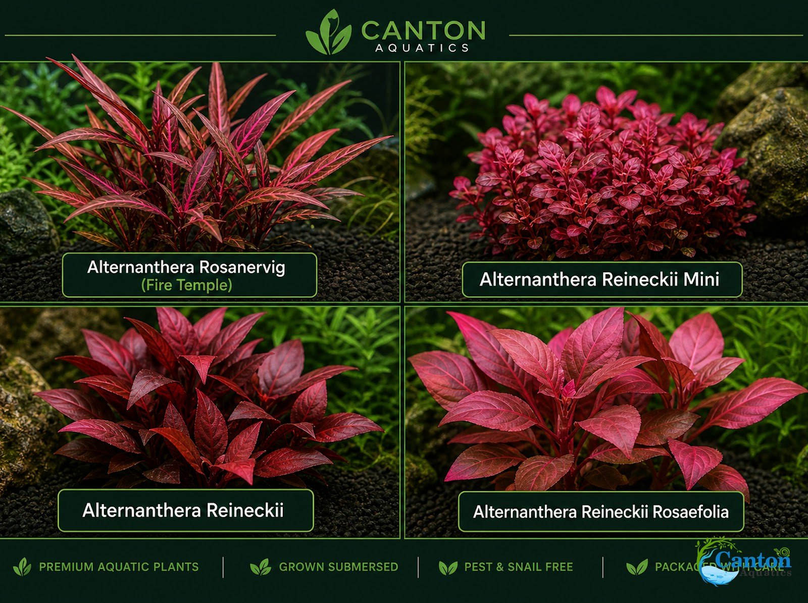 Alternanthera Rosanervig - Image 22 of 30