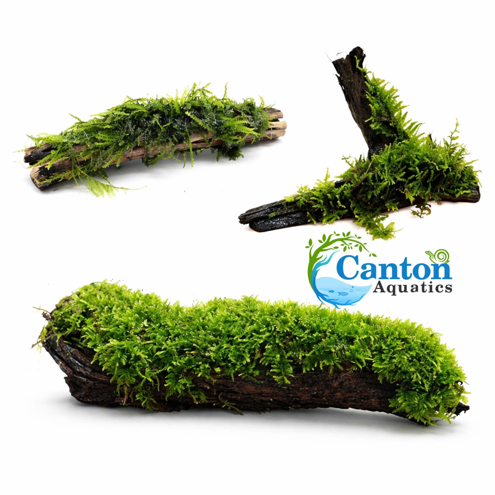 Moss On Wood – Live Aquarium Moss Attached to Natural Driftwood