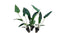 Cichlid-Friendly Live Plant Pack – Large Hardy Aquarium Plants (3 Pack)