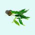 Anubias Minima Bare Root - Image 30 of 40