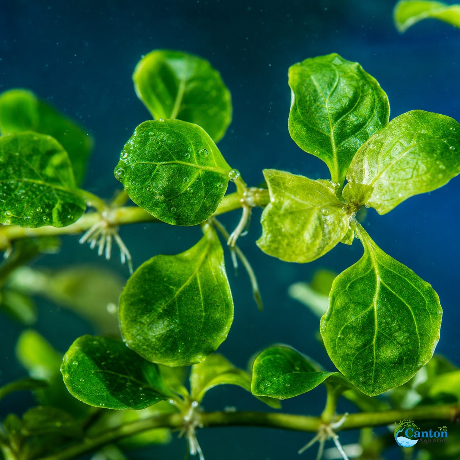 CANTON AQUATICS Staurogyne S Repens Plants - Long Lasting & Easy to Care - Promote High Water Quality and Fast - Growing Live Freshwater Carpet Plant for Aquascaping - 5X Clumps Plants