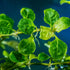 CANTON AQUATICS Staurogyne S Repens Plants - Long Lasting & Easy to Care - Promote High Water Quality and Fast - Growing Live Freshwater Carpet Plant for Aquascaping - 5X Clumps Plants