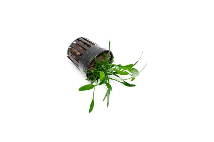 Cryptocoryne Crypt Lucens