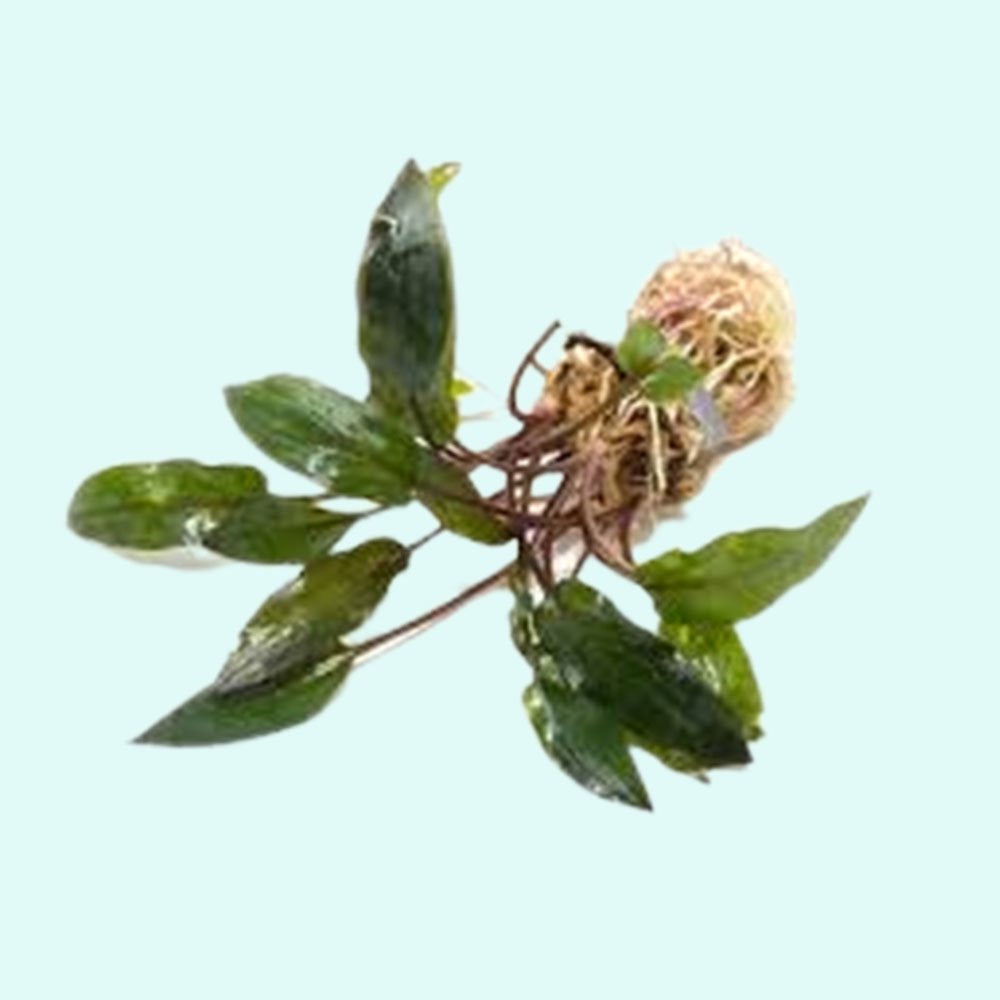 Cryptocoryne Wendtii Brown