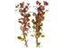Ludwigia Repens Super Red Mini 2"Pot