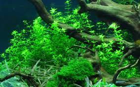 Pearl Weed (Hemianthus Micranthemoides) – Live Aquarium Plant