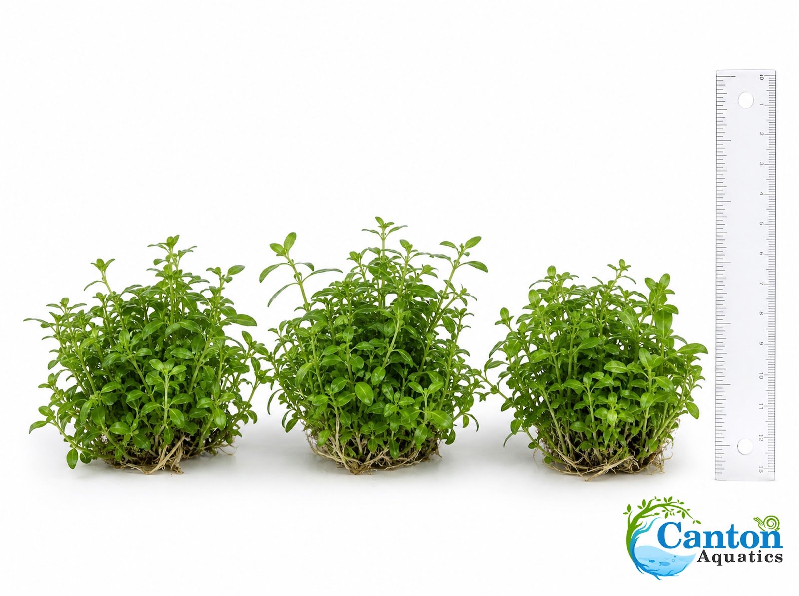 CANTON AQUATICS Staurogyne S Repens Plants - Long Lasting & Easy to Care - Promote High Water Quality and Fast - Growing Live Freshwater Carpet Plant for Aquascaping - 5X Clumps Plants