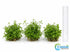 CANTON AQUATICS Staurogyne S Repens Plants - Long Lasting & Easy to Care - Promote High Water Quality and Fast - Growing Live Freshwater Carpet Plant for Aquascaping - 5X Clumps Plants