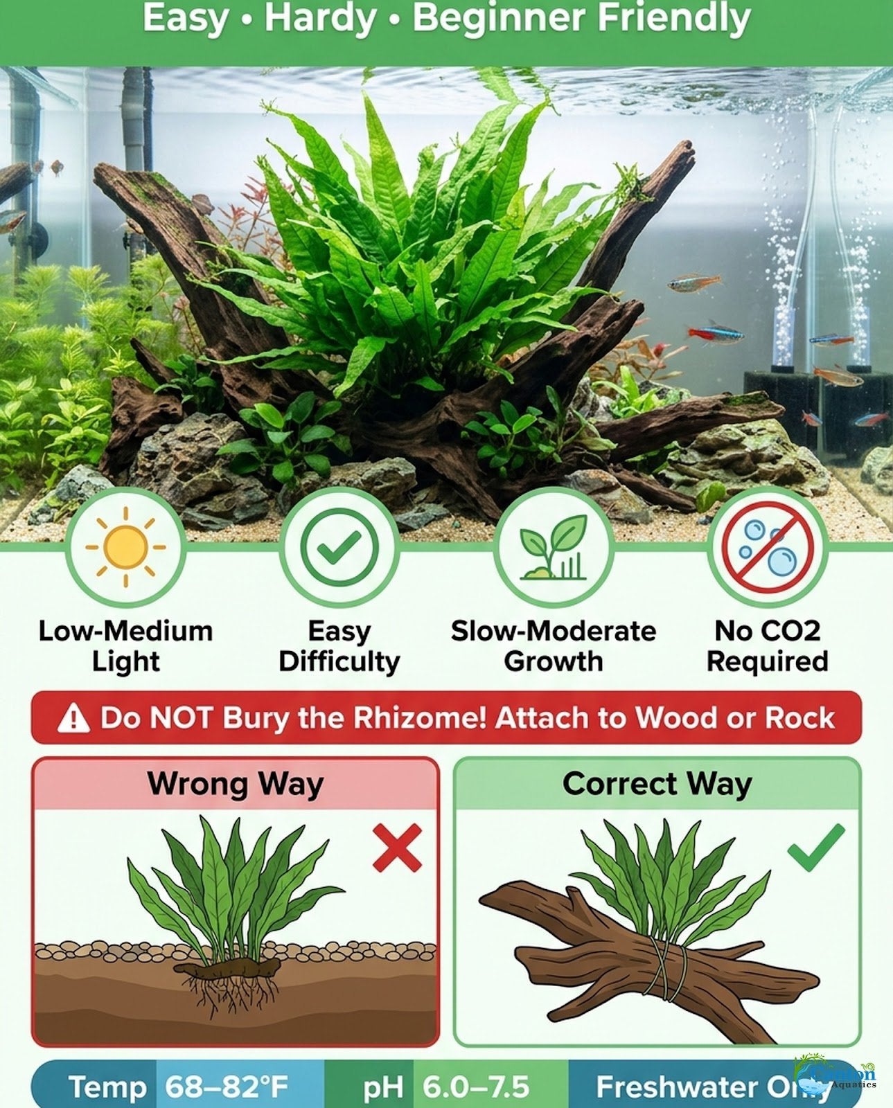 Java Fern (Microsorum pteropus) – Easy Live Freshwater Aquarium Plant