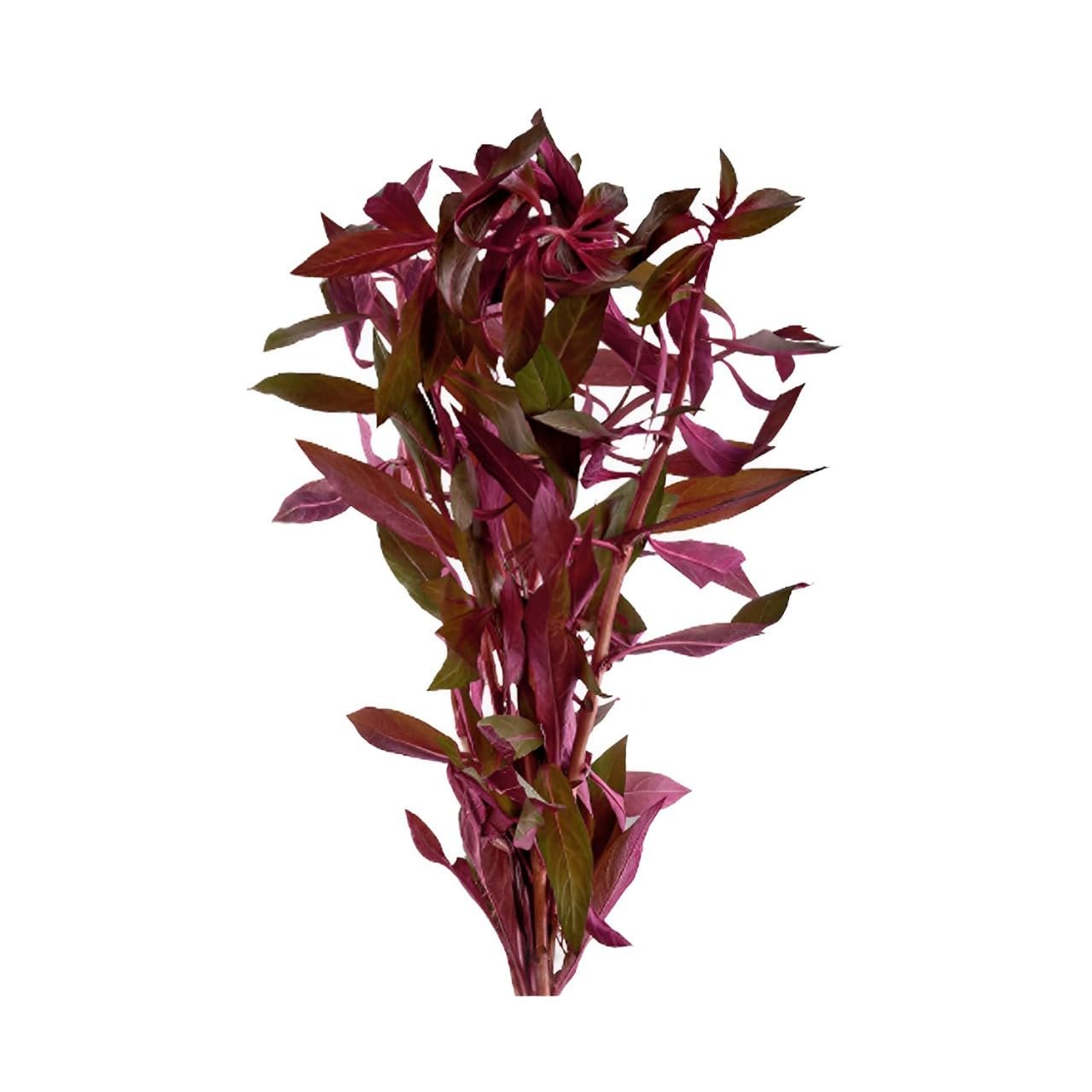 Ludwigia Repens (Dark Red)
