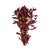 Ludwigia Repens (Dark Red)