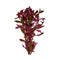 Ludwigia Repens (Dark Red)