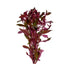 Ludwigia Repens (Dark Red)