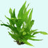 Java Fern (Microsorum pteropus) – Easy Live Freshwater Aquarium Plant
