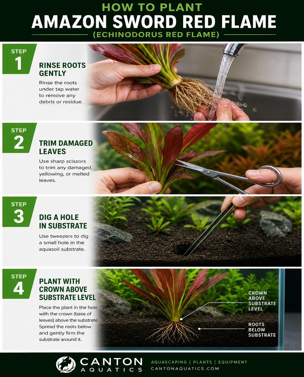 Amazon Sword Echinodorus Red Flame - Image 25 of 30