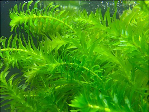 Anacharis Egeria Densa in 2 Inch Pot Live Aquarium Plants - Image 6 of 6