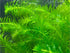 Anacharis Egeria Densa in 2 Inch Pot Live Aquarium Plants - Image 6 of 6