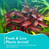 Ludwigia Repens (Dark Red)