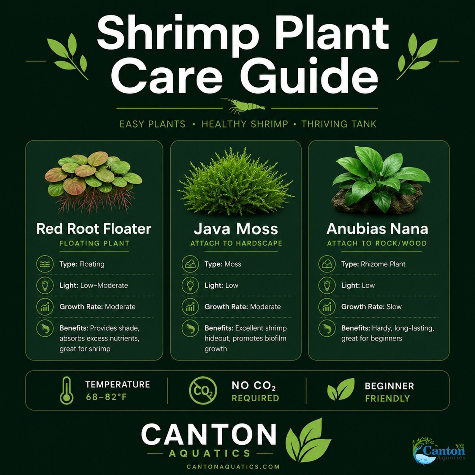 Live Shrimp Tank Plant Bundle | Aquarium Plants for Shrimp Neocaridina Cherry Shrimp