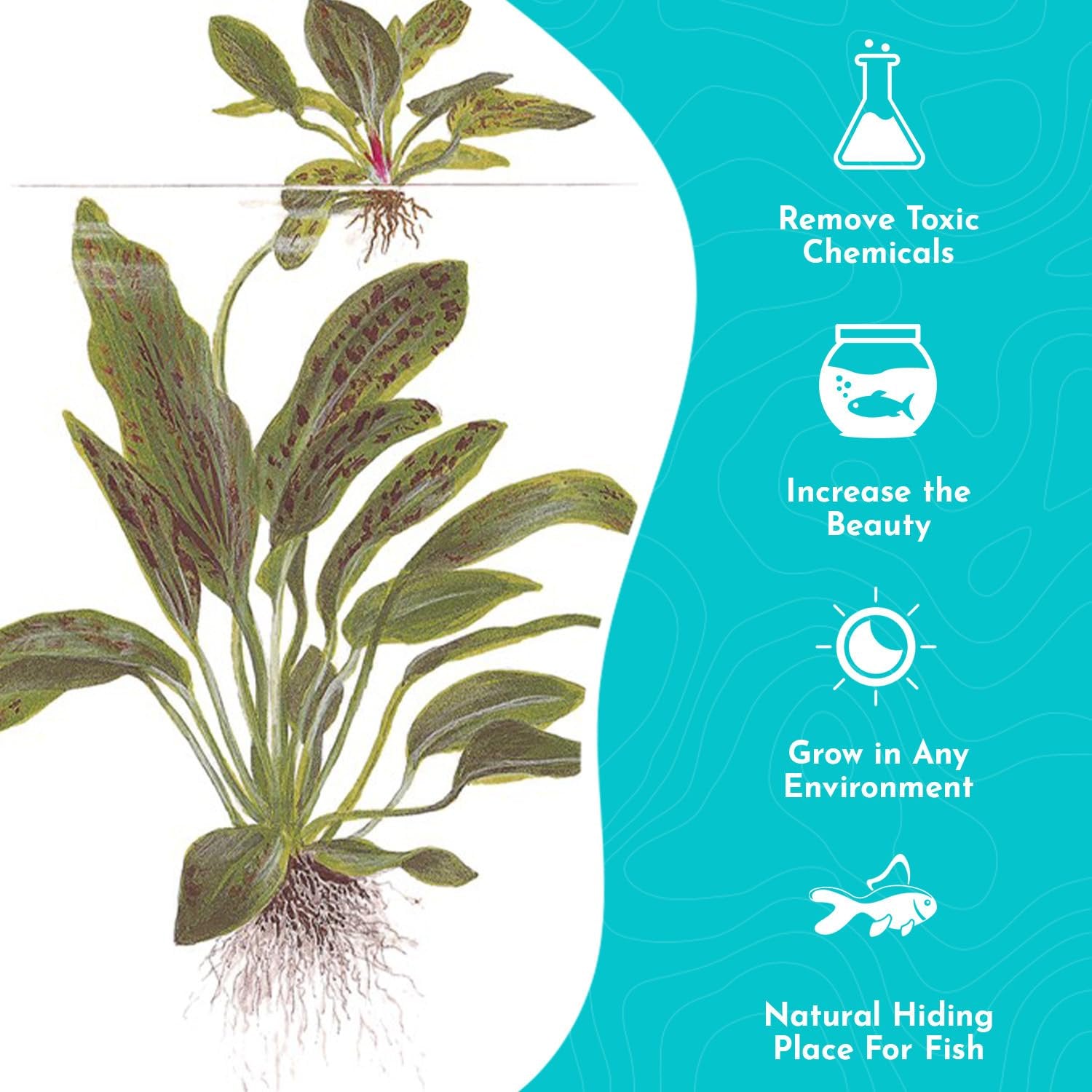 Echinodorus Ozelot Green Amazon Sword Live Aquarium Plants BUY 2 GET 1 FREE